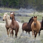 Horseback Oregon