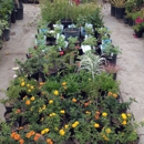 Rainbow Nursery - Nurseries-Plants & Trees
