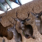 Heritage Taxidermy