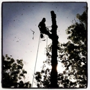 Emerald Tree Experts - Arborists