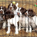 North Star Kennels - Pet Boarding & Kennels