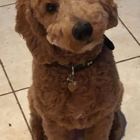Canine Design Salon, Spa and Resort