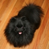 Poofypoochies Pomeranians gallery