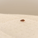 Wilkins Wildlife & BedBug 911 - Pest Control Services