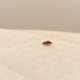 Wilkins Wildlife & BedBug 911