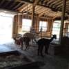 Evergreen Ridge Alpacas gallery