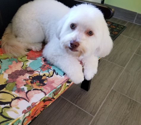 Spa 4 Paws Dog Grooming Salon - Titusville, FL