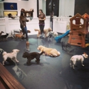 D Pet Hotels Hollywood - Pet Boarding & Kennels