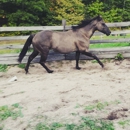 North River Ranch - Riding Academies