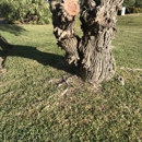 Acosta Tree Service - Stump Removal & Grinding