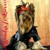 Wendy's Yorkies gallery