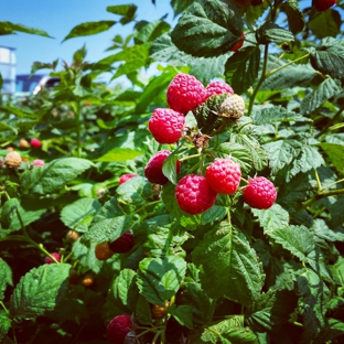 Lewin Farms - Calverton, NY