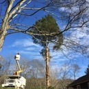 Campbell Tree Care - Tree Service