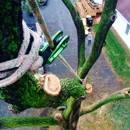 Sussex Tree Inc. - Stump Removal & Grinding