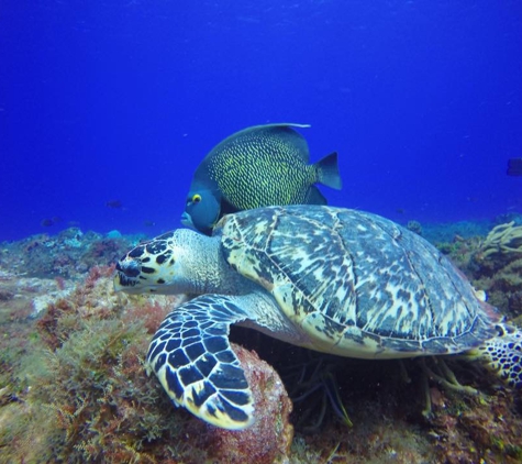 Aloha Dive - Reseda, CA