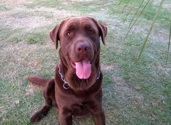 Canine Education Center - Windermere, FL