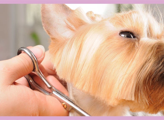 Top Dog Pets & Grooming - Sarasota, FL