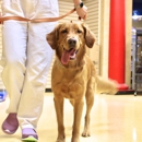 Obedience & Training Jeffersonville - Pet Training