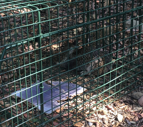 Urban Wildlife Trapping Experts - Los Angeles, CA