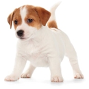 Groesbeck Animal Hospital - Veterinarians