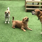 Misty Glen Kennel & Doggie Day Camp