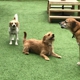 Misty Glen Kennel & Doggie Day Camp