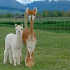 Alpacas of Montana