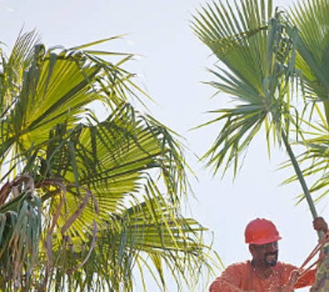 JJR Tree Services Landscaping - Palmetto, FL. Palm Tree Trimming