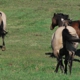 Rainier Equine Hoof Recovery