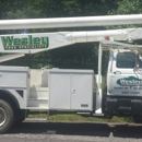 Wesley Tree Specialists - Tree Service