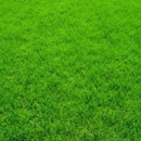 Custom Lawn Care - Lawn Maintenance