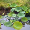 JMH Greenhouses and Watergardens gallery