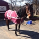 Masconette Farm - Horse Boarding - Carriage Driving