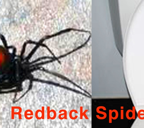 Brunswick Byron Pest Control - Mullumbimby, NSW. Redback Spiders