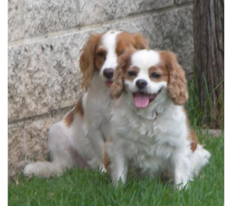 Head to Tail Pet Complex - Dapto, NSW