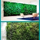 Green Living Wall Inc.