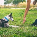 Unleashed Dog Solutions - Dog Training