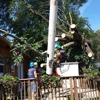 Tru-Cut Tree Service gallery