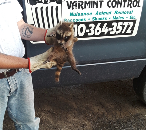 Can Catch Varmint Control - Port Huron, MI