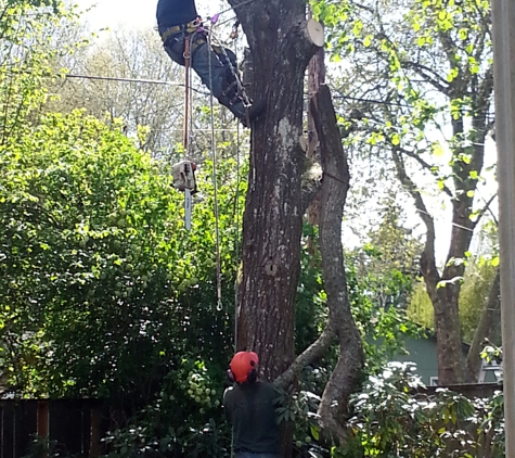 A-1 Ron's Stump & Tree Removal - Eugene, OR