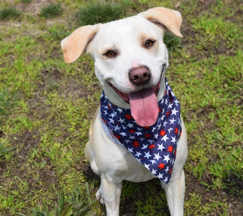 Animal Medical Center of Mid-America - Saint Louis, MO