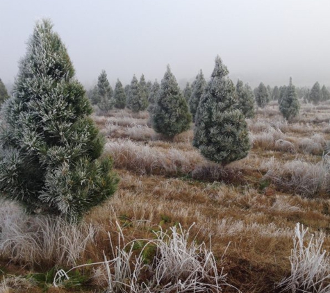 Santa's Shaped Christmas Trees Pty Ltd - Gundaroo, NSW