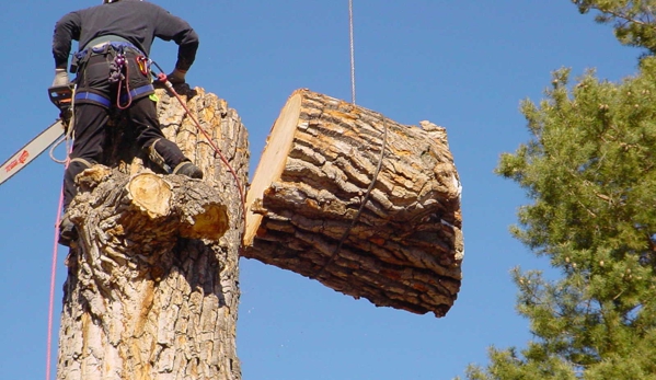 Tree Specialist Tree Service - clio, MI