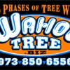 Wahoo Tree gallery