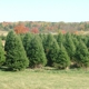 L & M Tree Farm