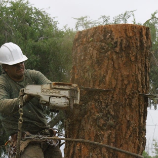 JR's Tree Service and Landscape - Pasadena, CA