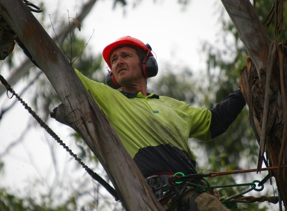 Tree Shape - The Channon, NSW