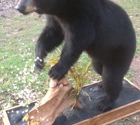 Island Taxidermy - Roper, NC