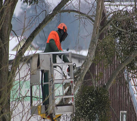 Wilson's Tree Services - Spring Gully, VIC
