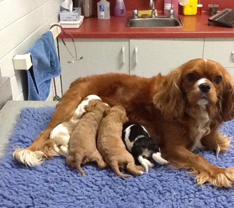 Animal Medical Centre Veterinary Hospital - Launceston, TAS